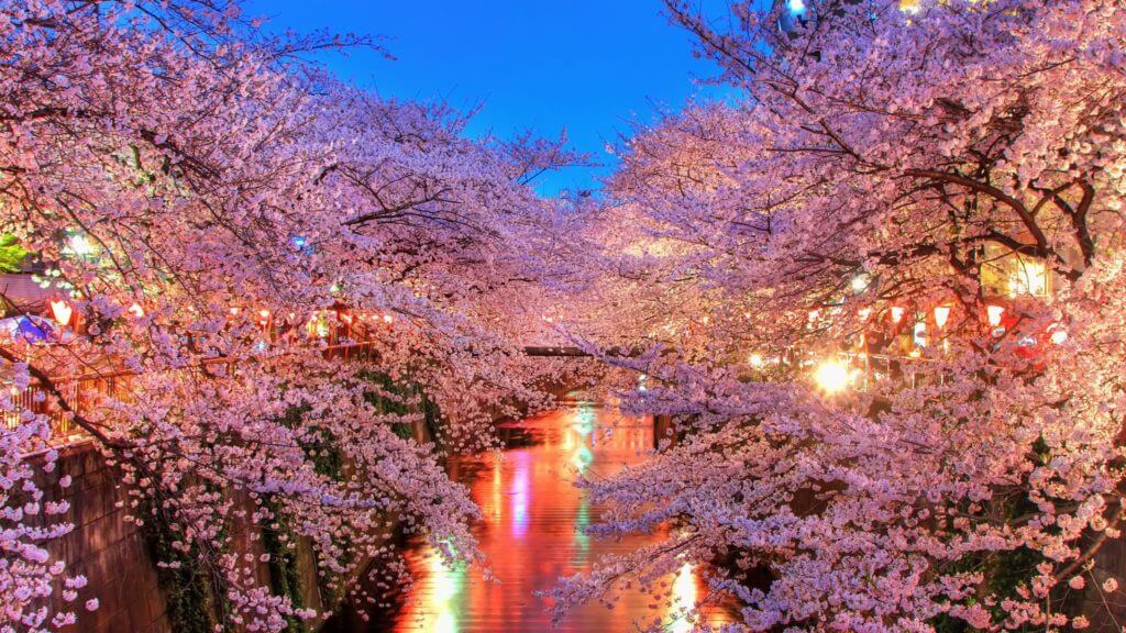 hanami, Japonia, mazda, Hanami ( 花見 ) &#8211; święto kwitnących wiśni