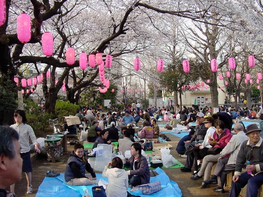 hanami, Japonia, mazda, Hanami ( 花見 ) &#8211; święto kwitnących wiśni