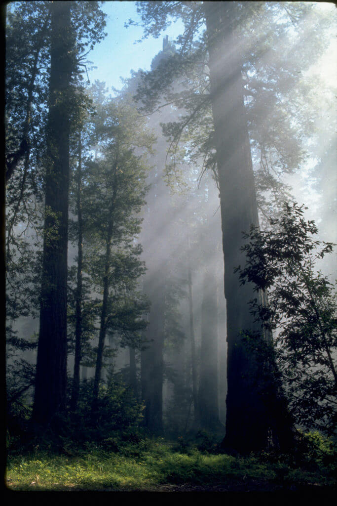 Kalifornia, Park Narodowy Redwood, Sekwoje - najwyższe drzewa na świecie